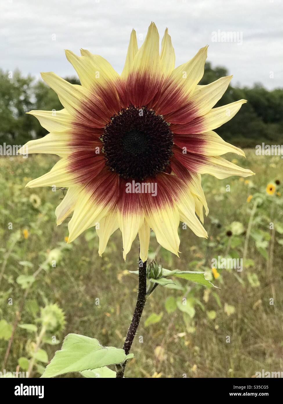 Red and yellow sunflower in a field Stock Photo