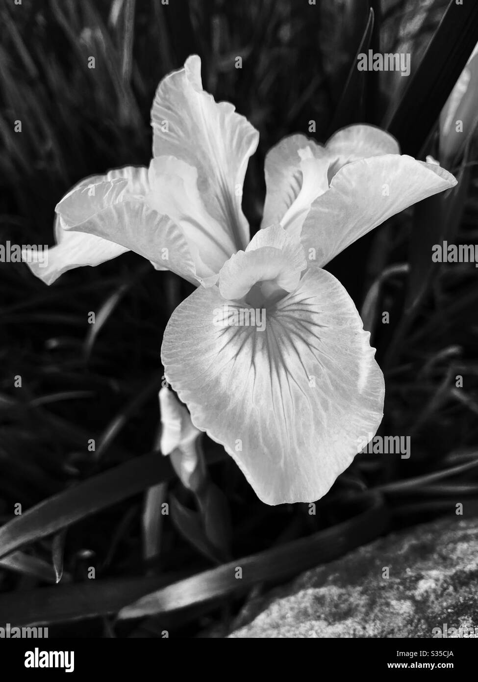 Wild iris flower in black and white - Smartphone Captured Stock Image