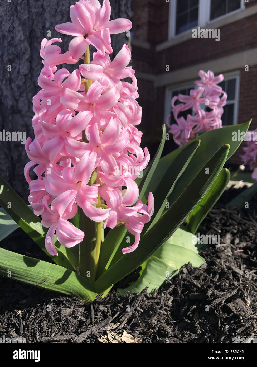 Pink hyacinth blooming in the spring - Smartphone Captured Stock Image