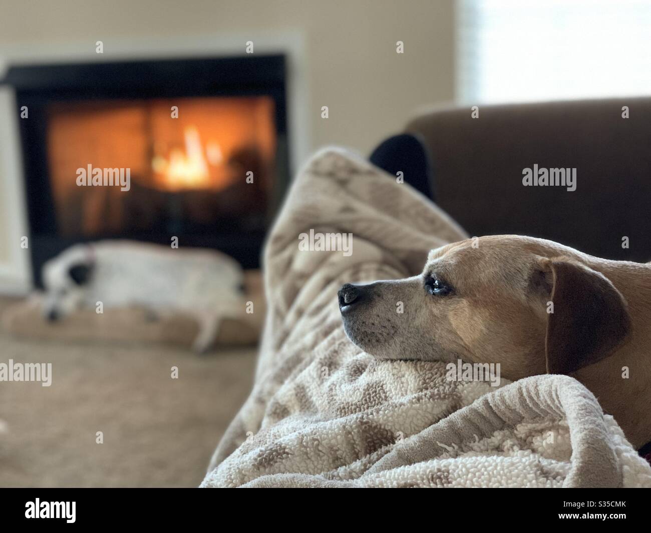 Dog sitting near fireplace while another sits nearby on a couch. Stock Photo