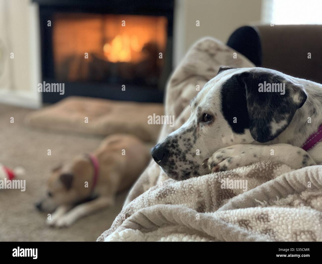 Dog sitting near a fireplace with another sitting on a couch nearby. Stock Photo