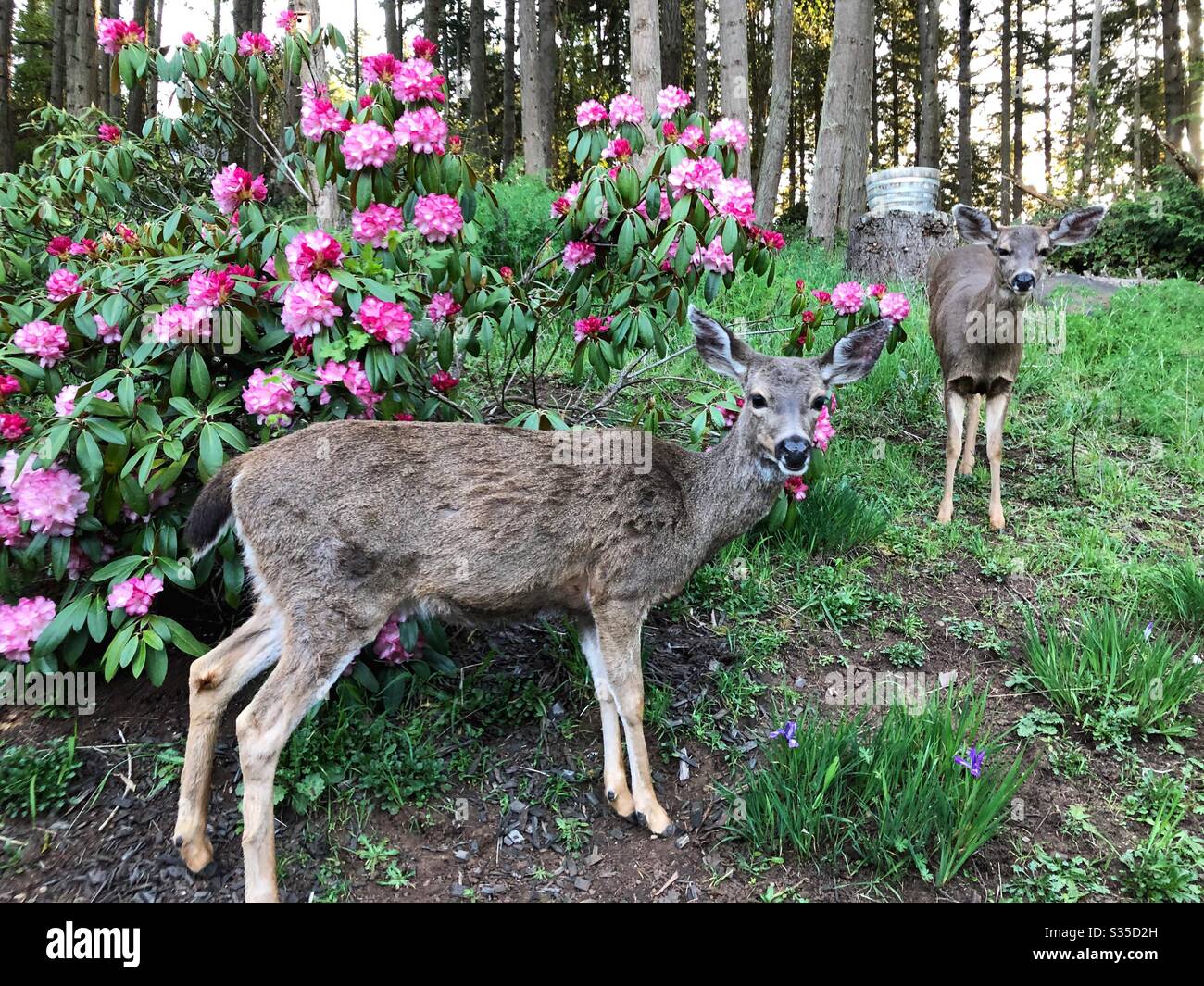 Two deer next to a rhododendron bush Stock Photo Alamy