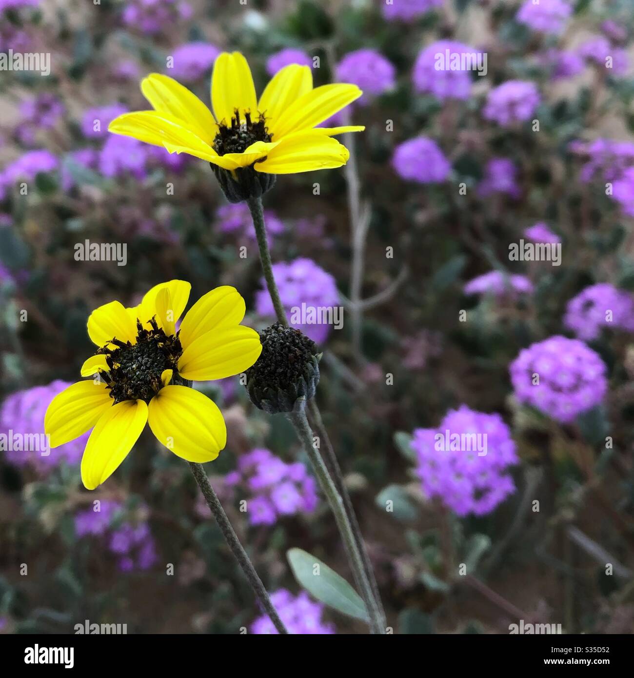 Closeup, two yellow flowers, dark brown centers, single stem, blurred background, several, low growing, purple flowers, desert plants, nature, natural, YumaAZ Stock Photo