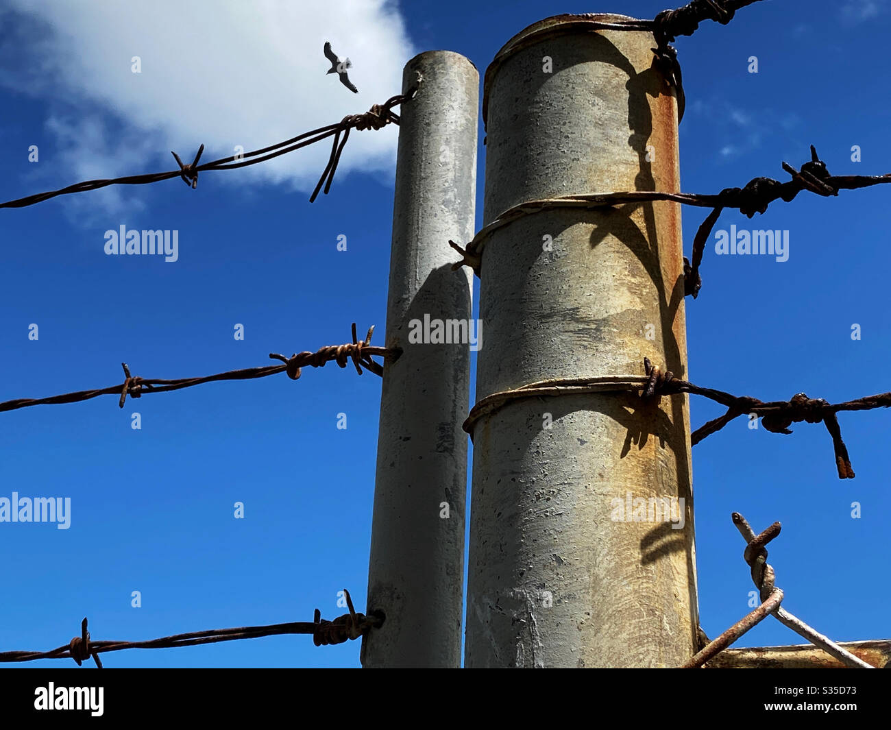Bird flying above a barbed wire fence Stock Photo