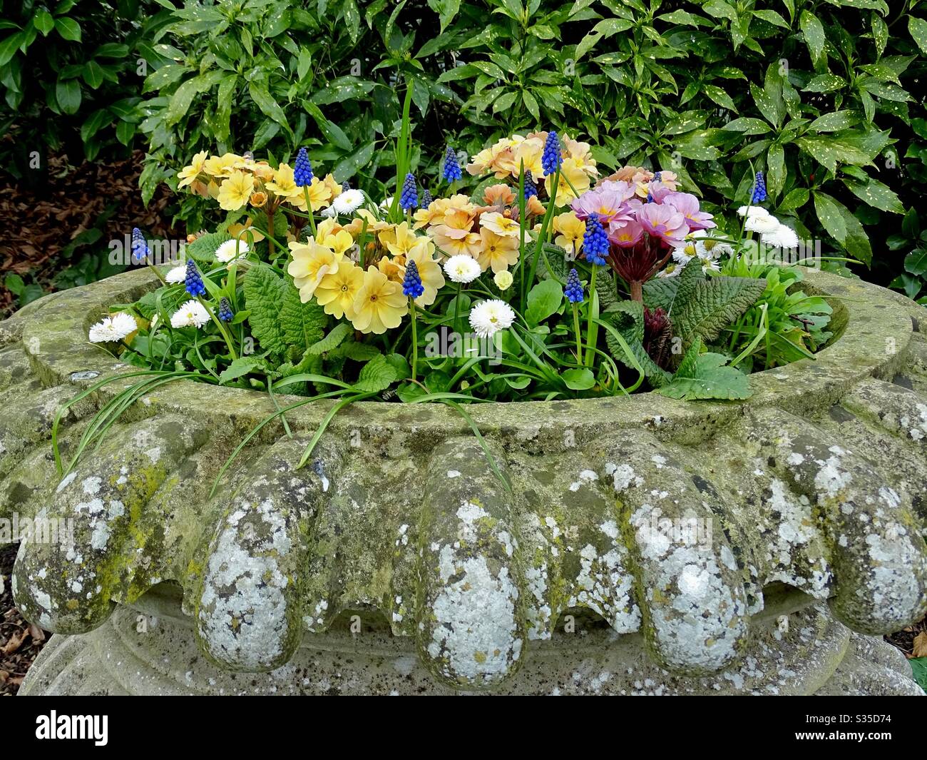 Old stone planter with colourful spring flowers in the sunshine Stock Photo