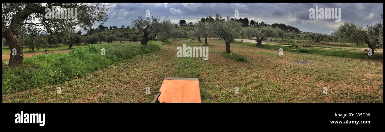 Mulching weeds in an olive grove with a box tiller/rotovator, Catalonia, Spain. - Smartphone Captured Stock Image