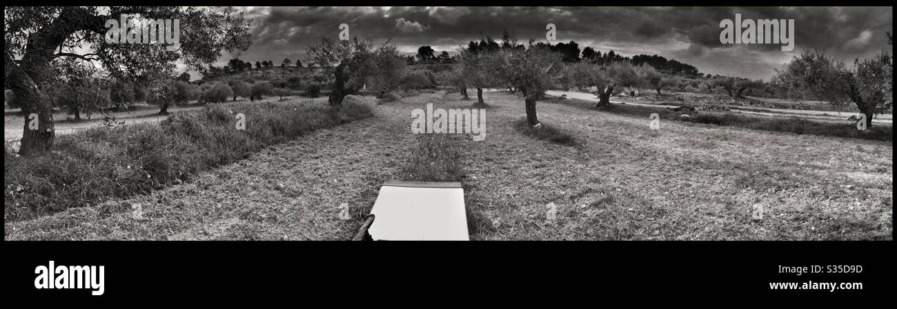 Mulching weeds in an olive grove with a box tiller/rotovator, Catalonia, Spain. - Smartphone Captured Stock Image