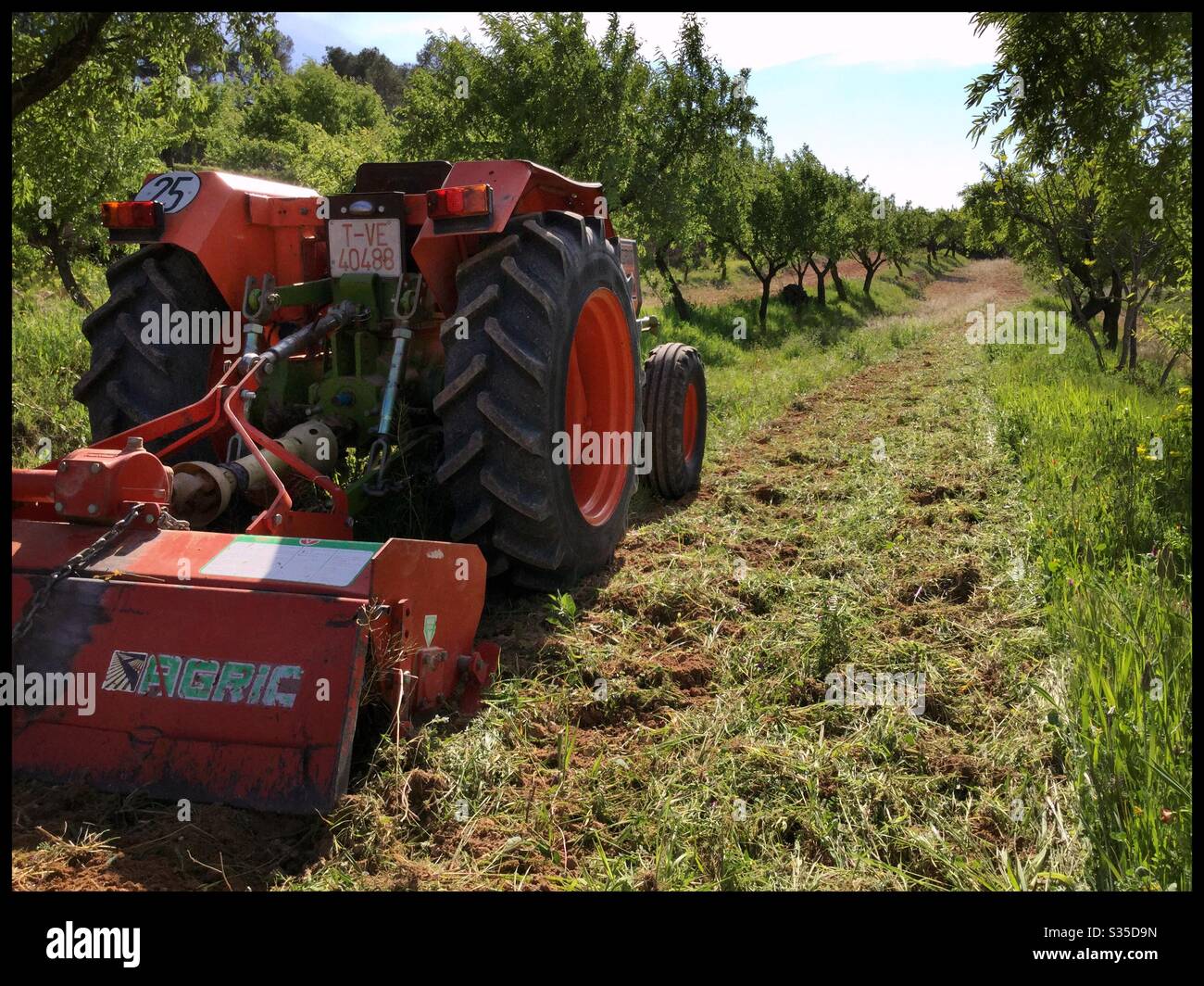 Mulching weeds amongst almond trees with a box tiller/rotovator, Catalonia, Spain. - Smartphone Captured Stock Image