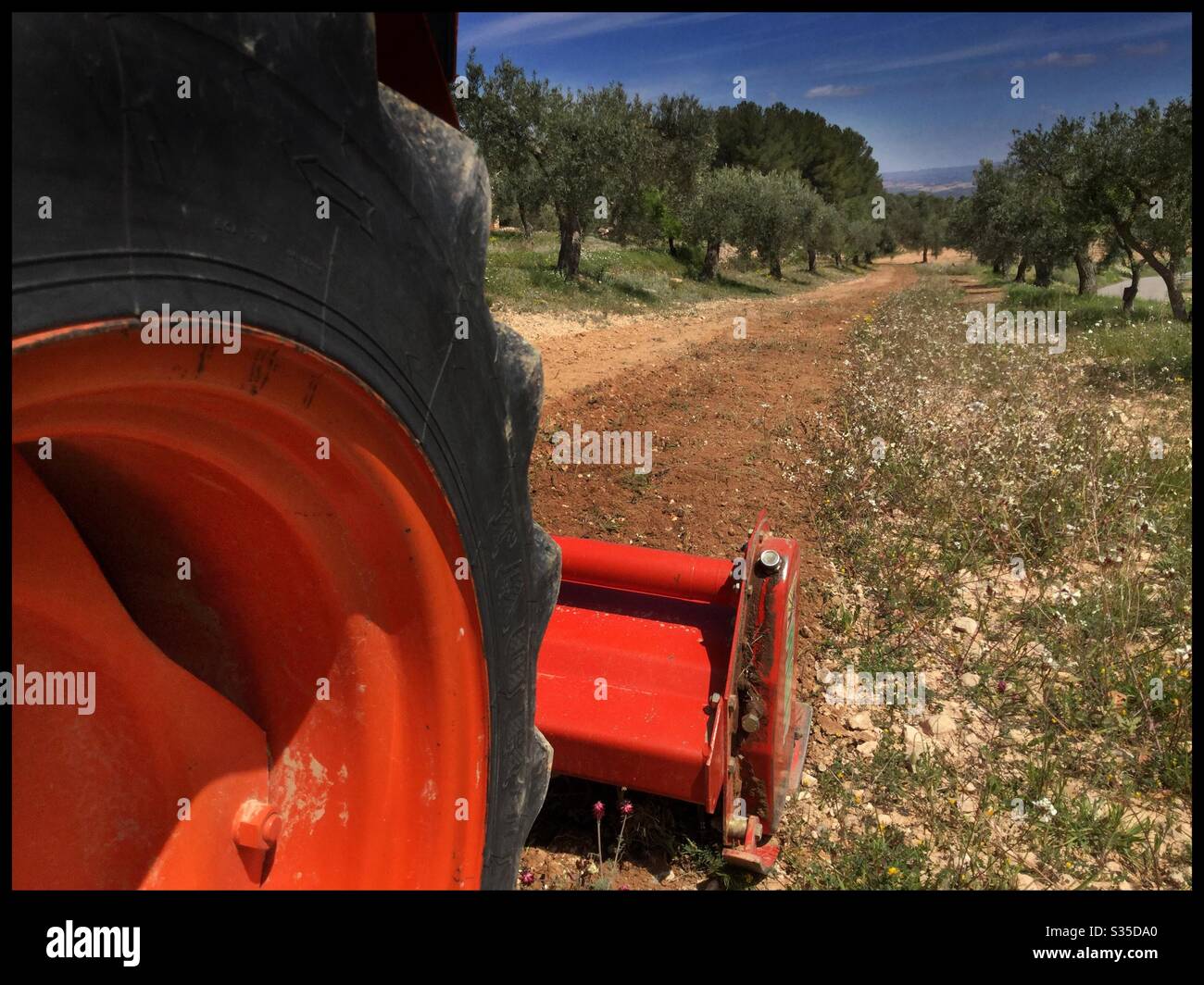 Mulching weeds in an olive grove with a box tiller/rotovator, Catalonia, Spain. - Smartphone Captured Stock Image