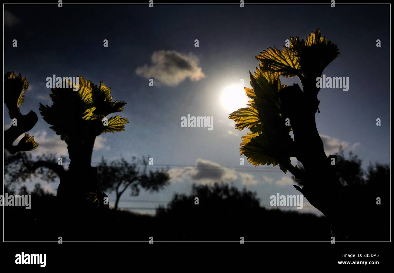 Grenache grapevines at bud-burst in the vineyard, Catalonia, Spain. - Smartphone Captured Stock Image