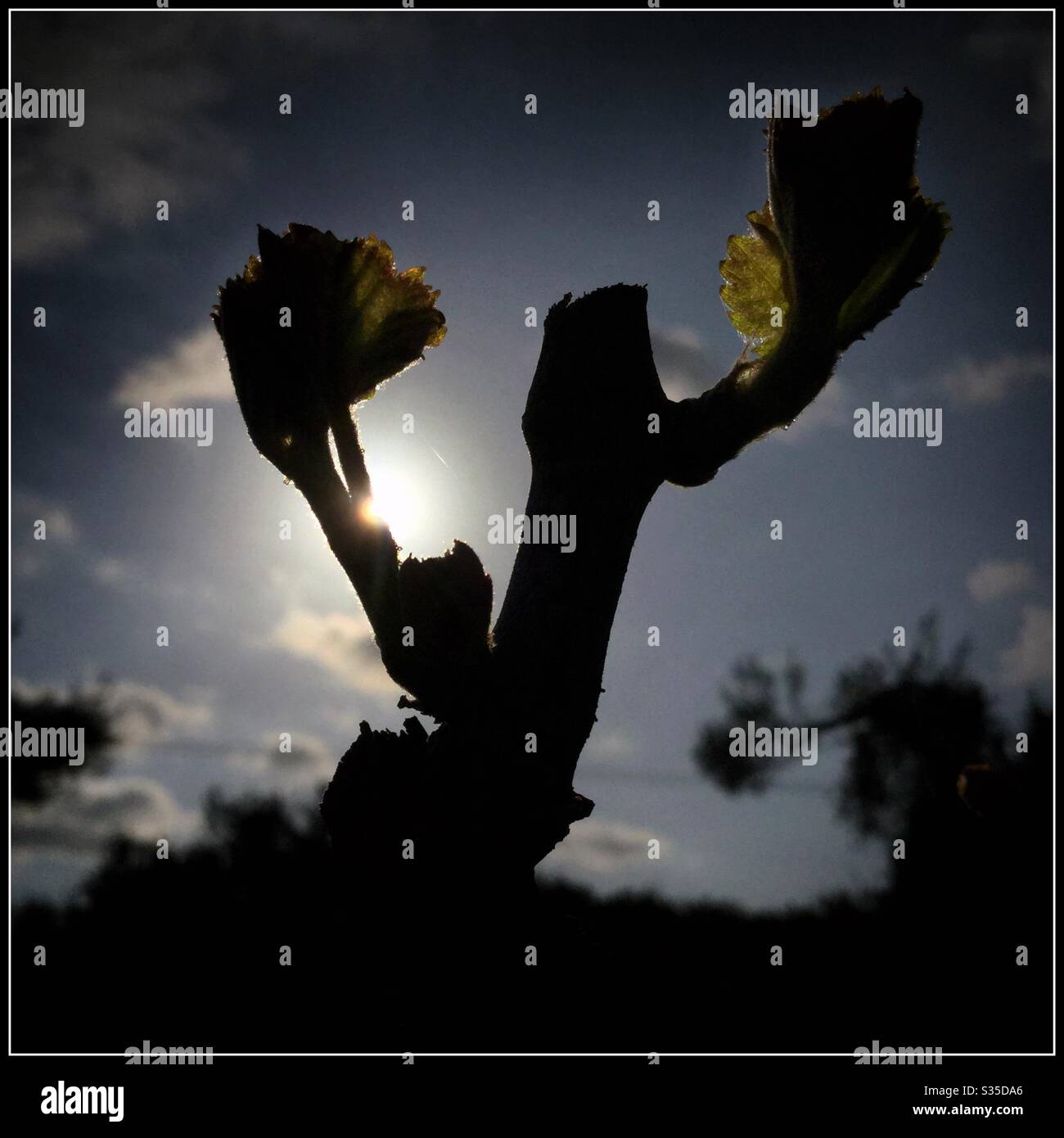 Syrah grapevines at bud-burst in the vineyard, Catalonia, Spain. - Smartphone Captured Stock Image