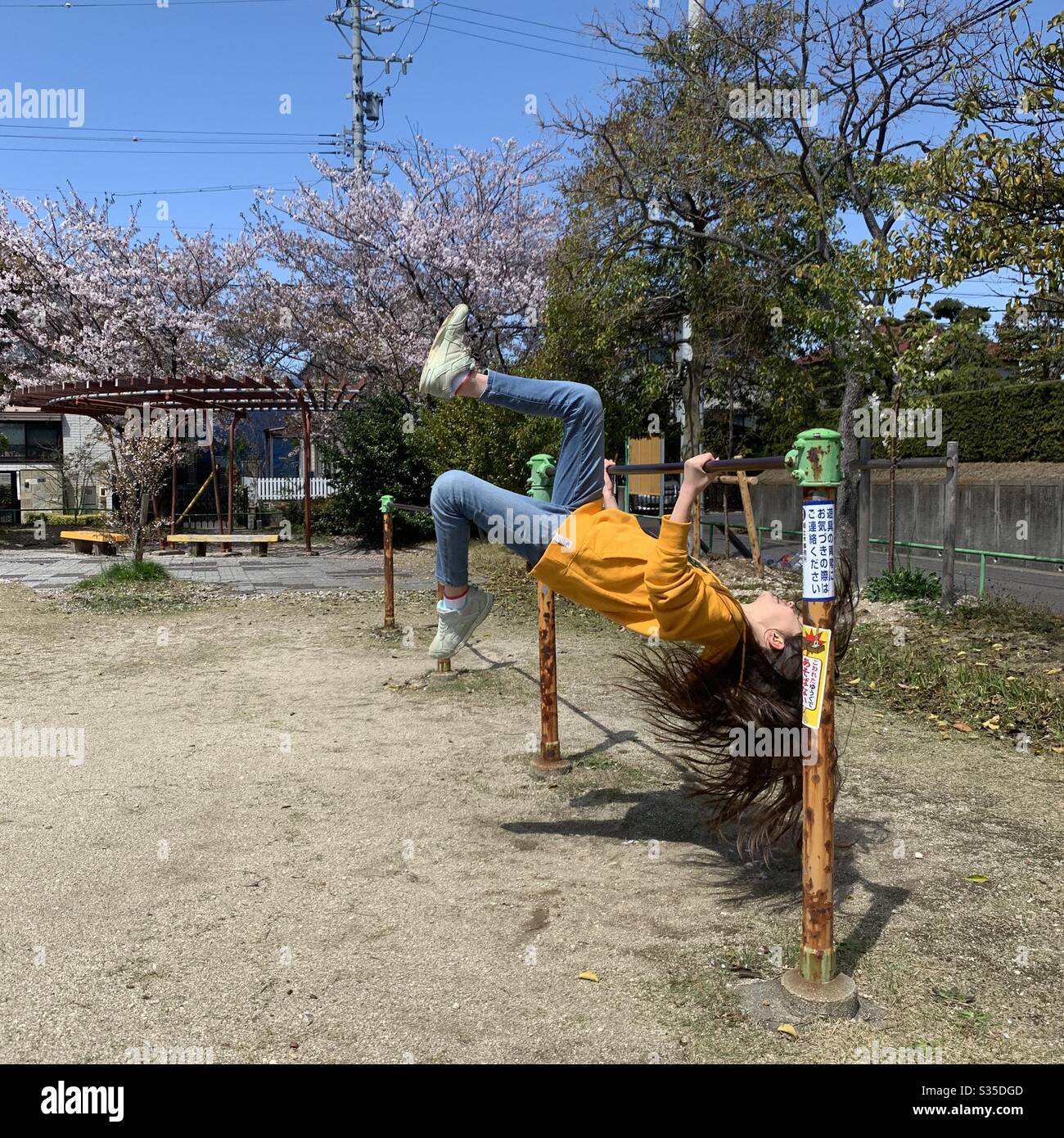 Young preteen girl with long hair playing in a park in Japan during spring break. Blooming cherry blossom in the background . Iron bar exercise. Stock Photo