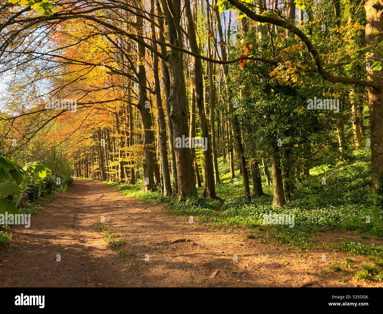 Pathway through beech trees in spring time, South Wales, Cwm George - Smartphone Captured Stock Image