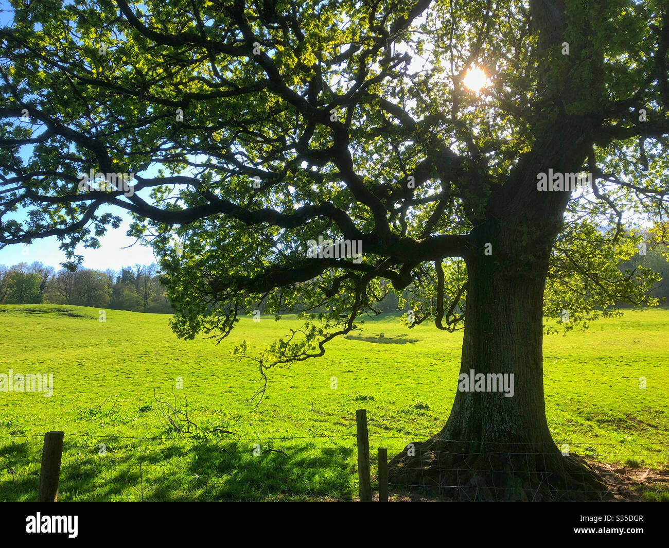 Sunlight through an old oak tree, South Wales, April. - Smartphone Captured Stock Image
