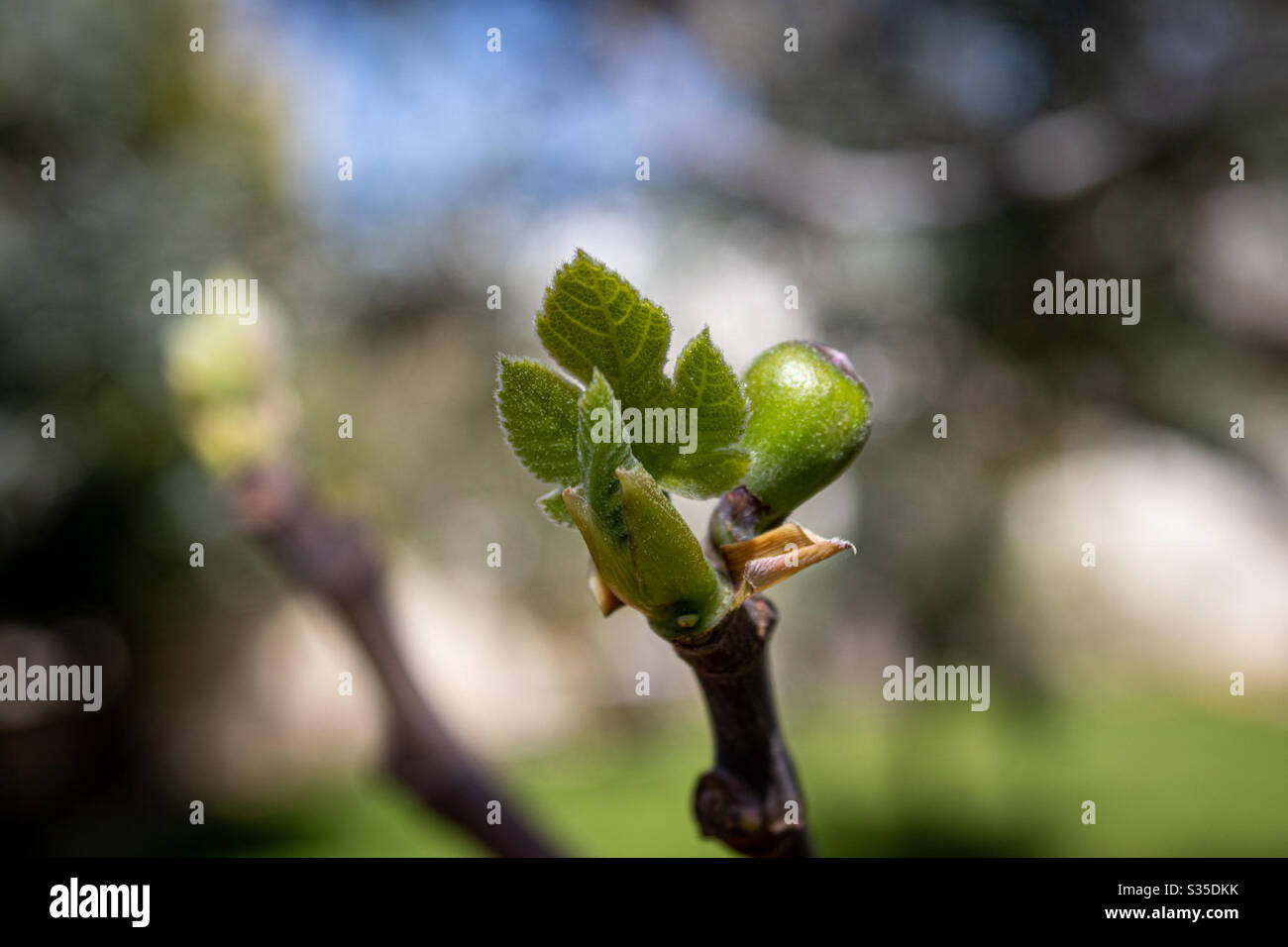 Fig tree blooming in spring. Leaves and fig on a branch Stock Photo - Alamy