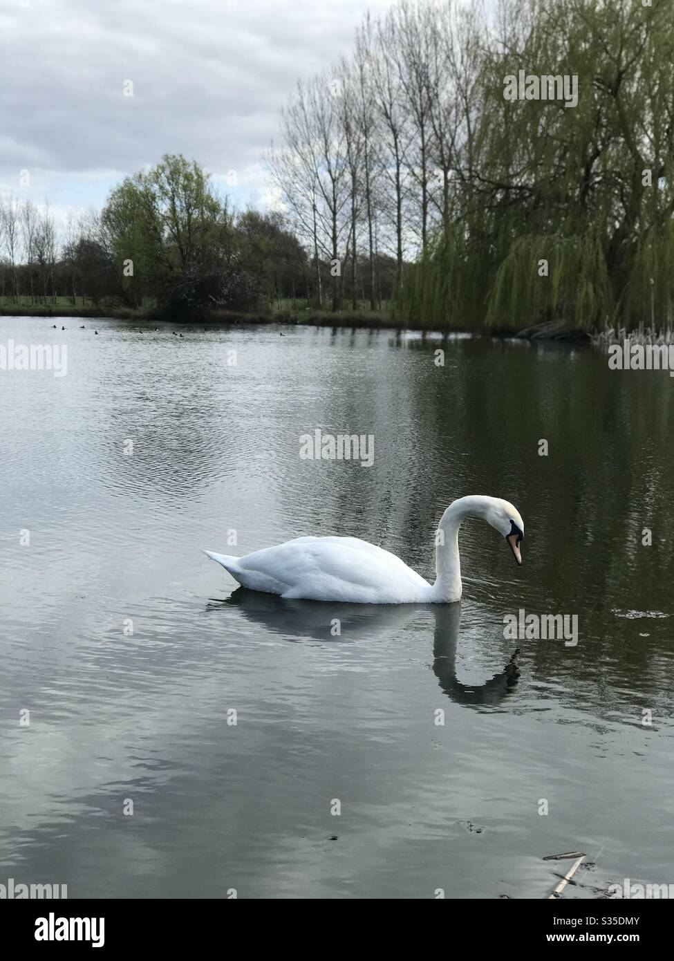 Swan on a lake - Smartphone Captured Stock Image