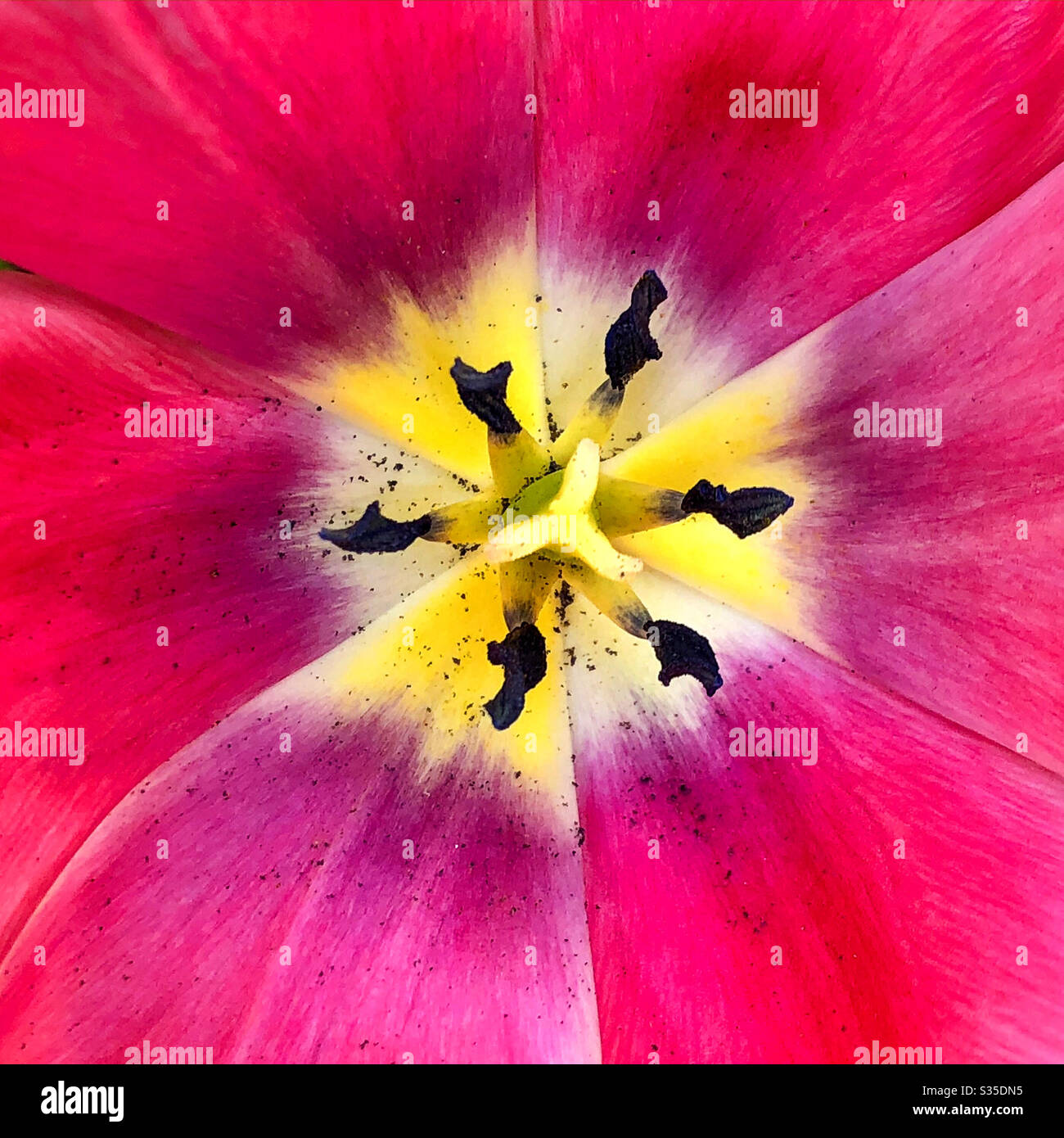 Flower interior - Smartphone Captured Stock Image