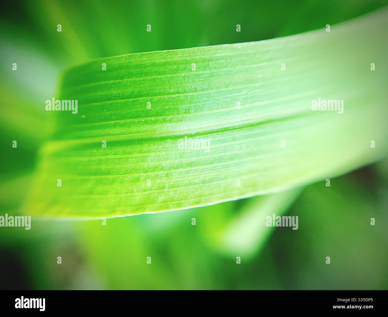 Macro photography of green leaf Stock Photo