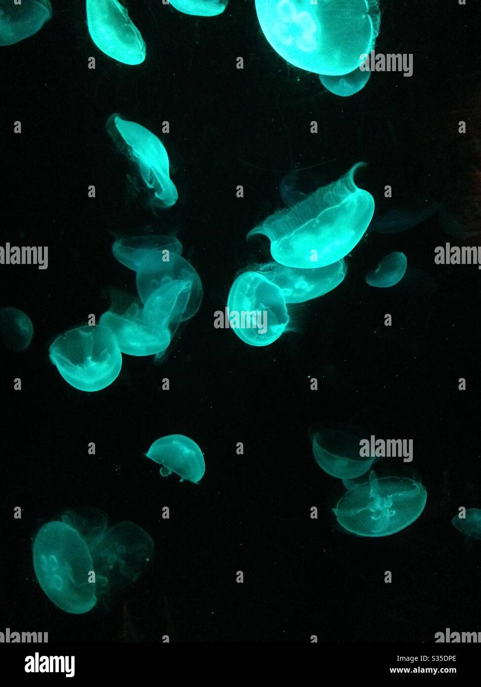 Illuminated jellyfish Stock Photo
