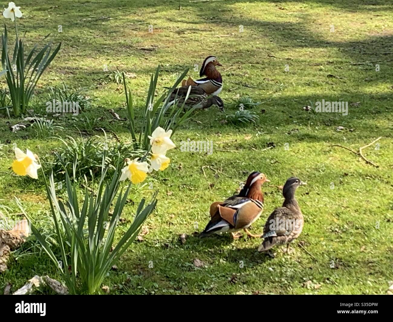 Daffodils And Ducks High Resolution Stock Photography and Images Alamy