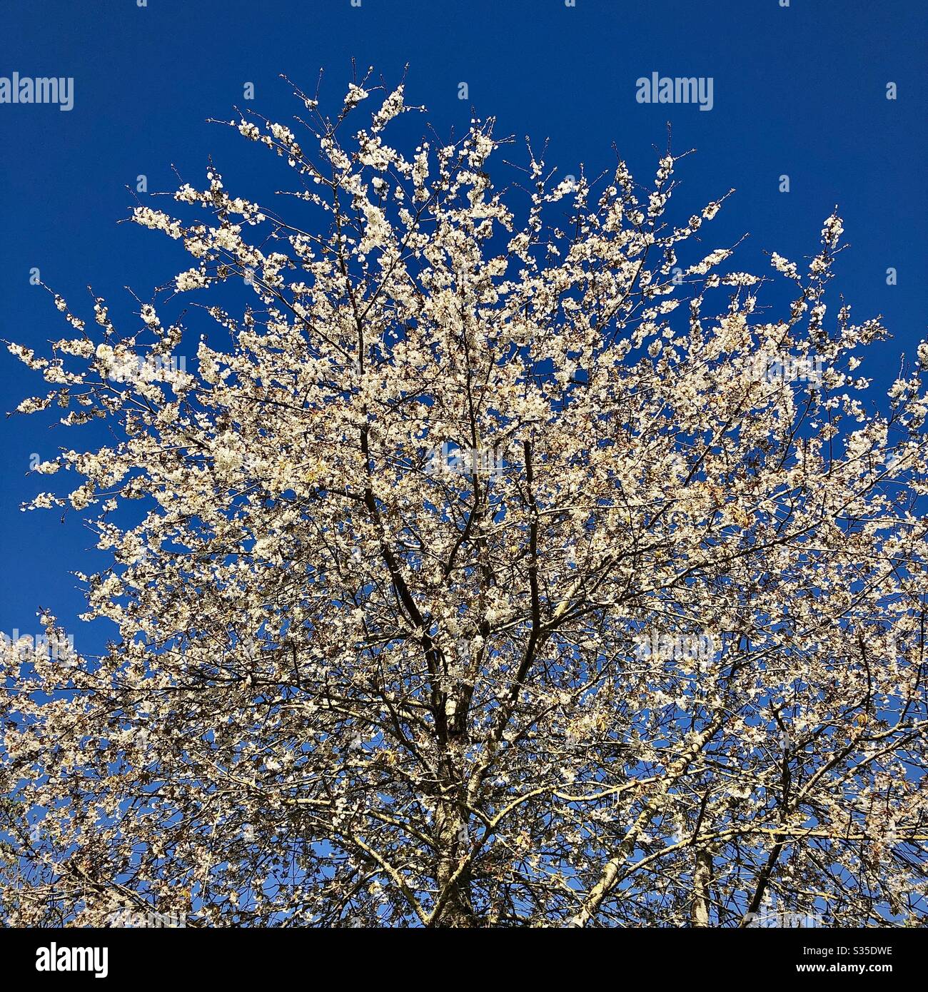 Wild Cherry tree in full blossom against blue sky. - Smartphone Captured Stock Image