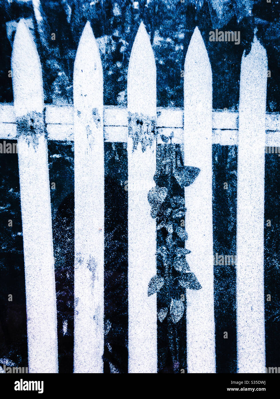 White picket fence with ivy in back yard - Smartphone Captured Stock Image