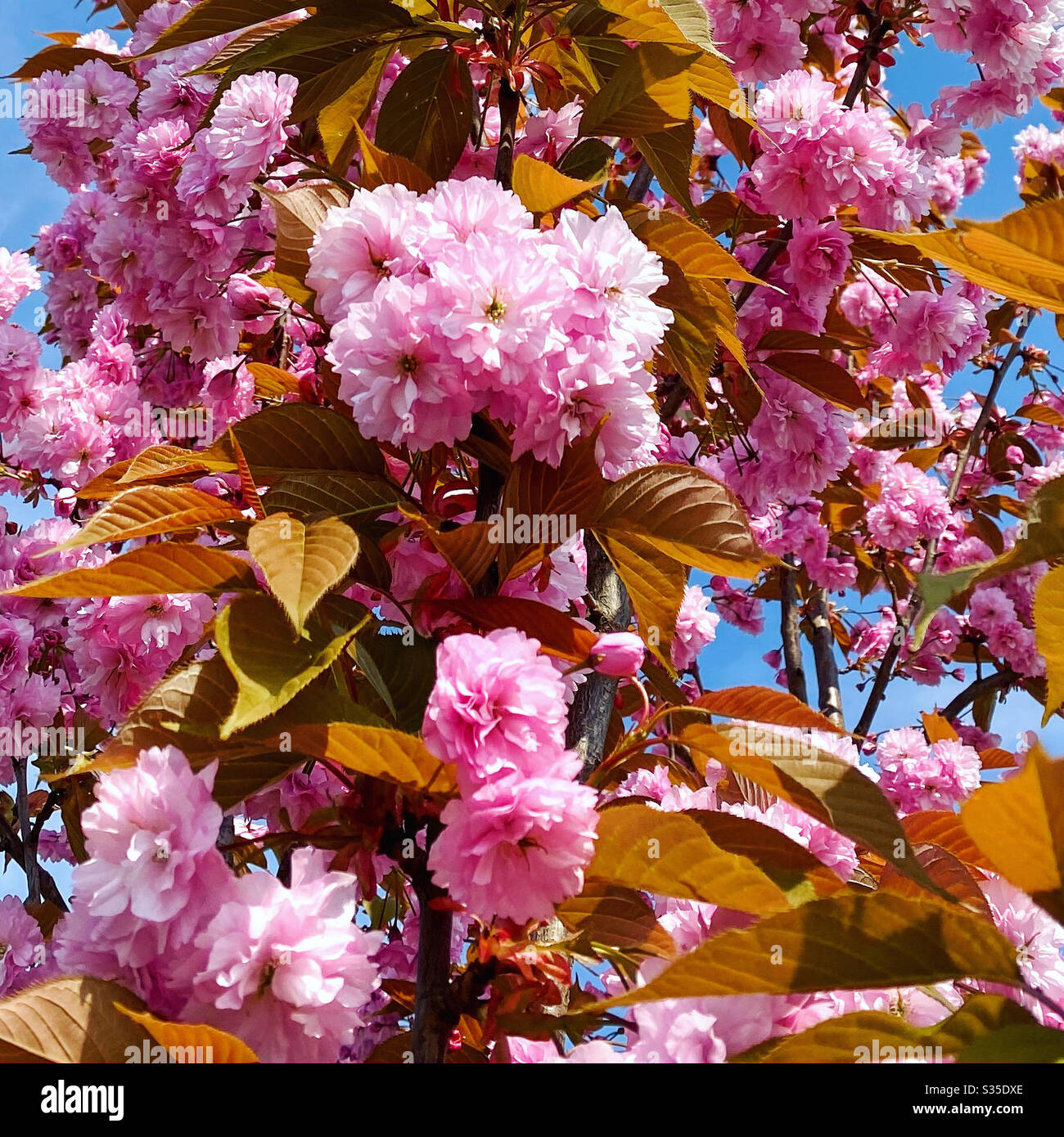 Cherry blossom up close. - Smartphone Captured Stock Image