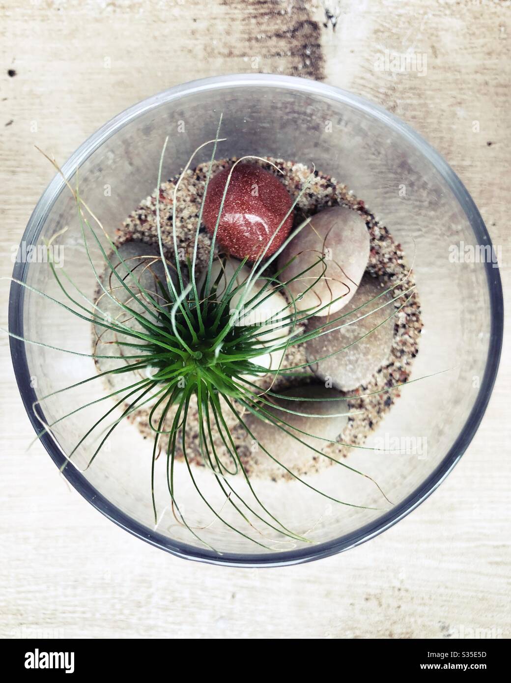 Tillandsia air plant hi-res stock photography and images - Alamy