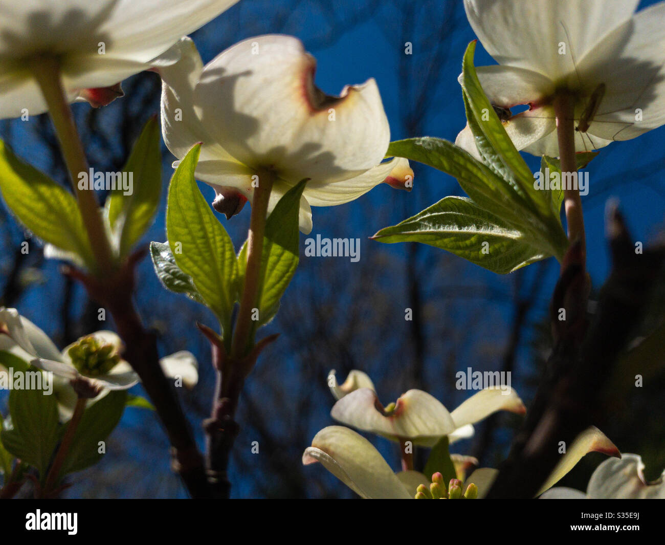 Dogwood State flower of Virginia Stock Photo Alamy