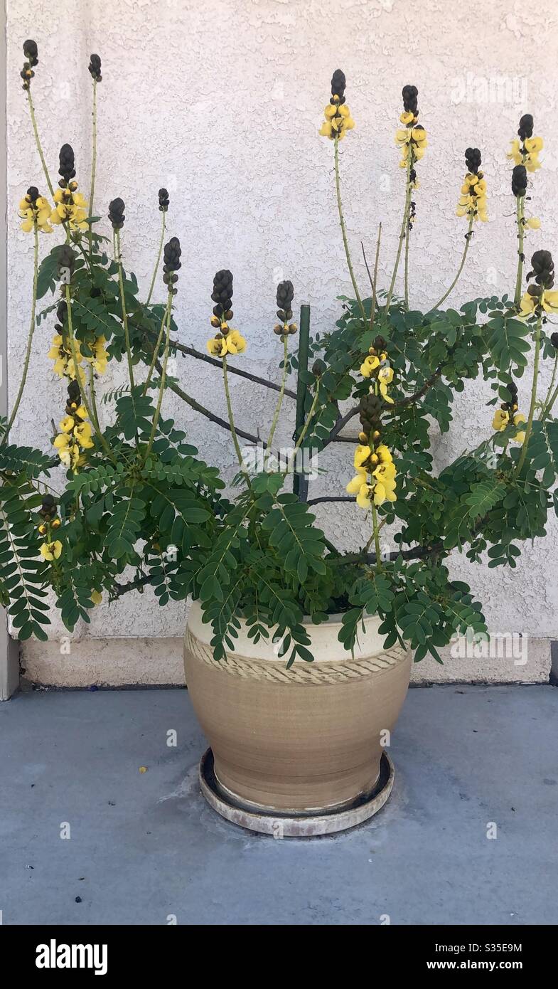 Popcorn Cassia. Container plant, yellow flowers, tall spikes, rubbed leaves gives scent of popcorn, sun loving, can grow very tall, copy space Stock Photo