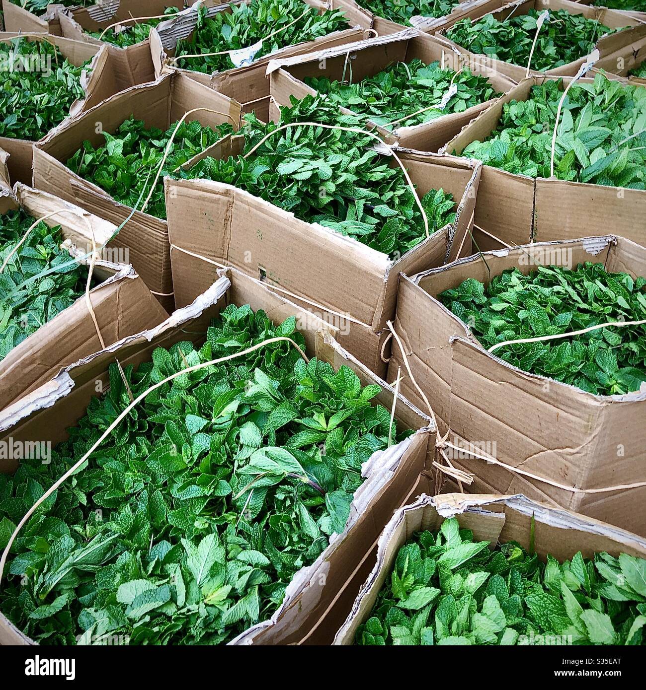 Boxes of fresh mint herb in Arab market - Brussels, Belgium. - Smartphone Captured Stock Image