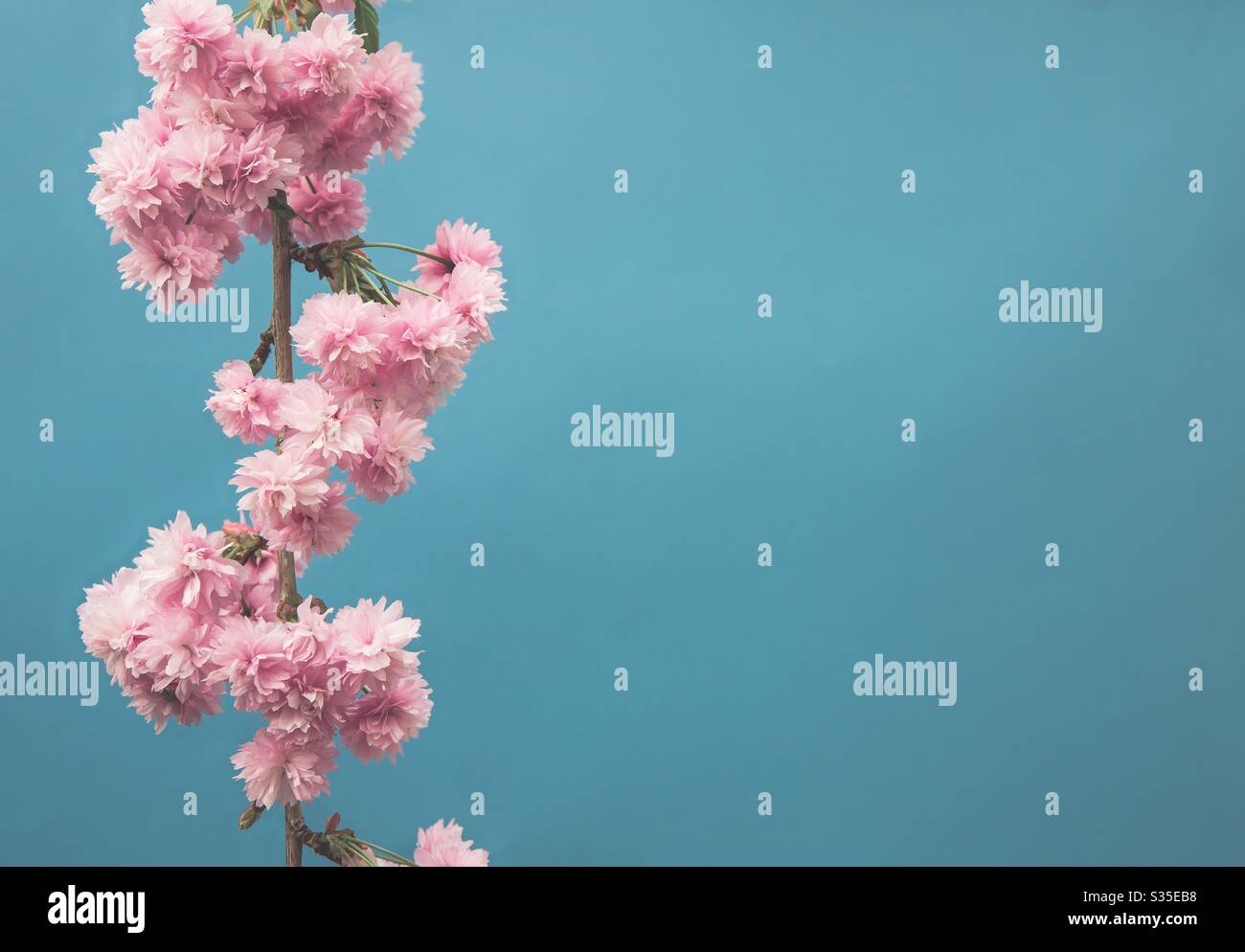 Pink cherry blossom tree on blue background with copy space Stock Photo