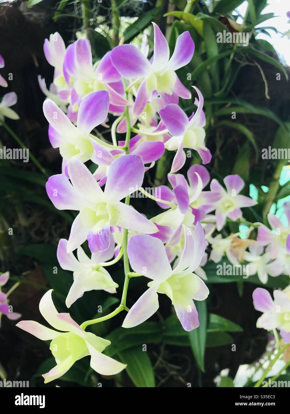 Beautiful freshly hanging purple dendrobium orchid flowers on Singapore- Lilac colour flower Stock Photo