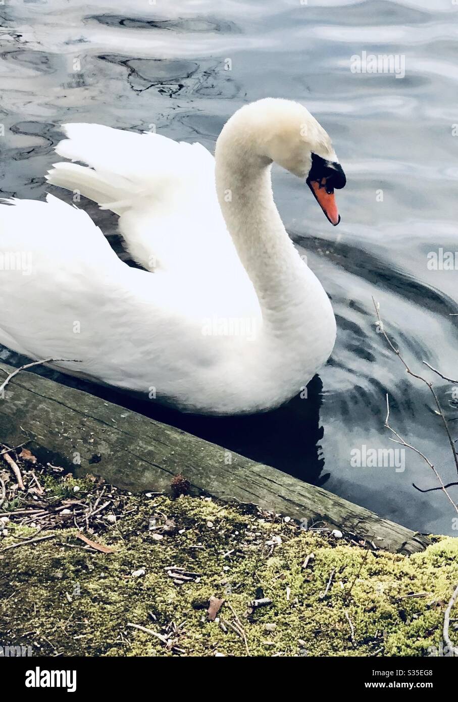 White swan closeup Stock Photo