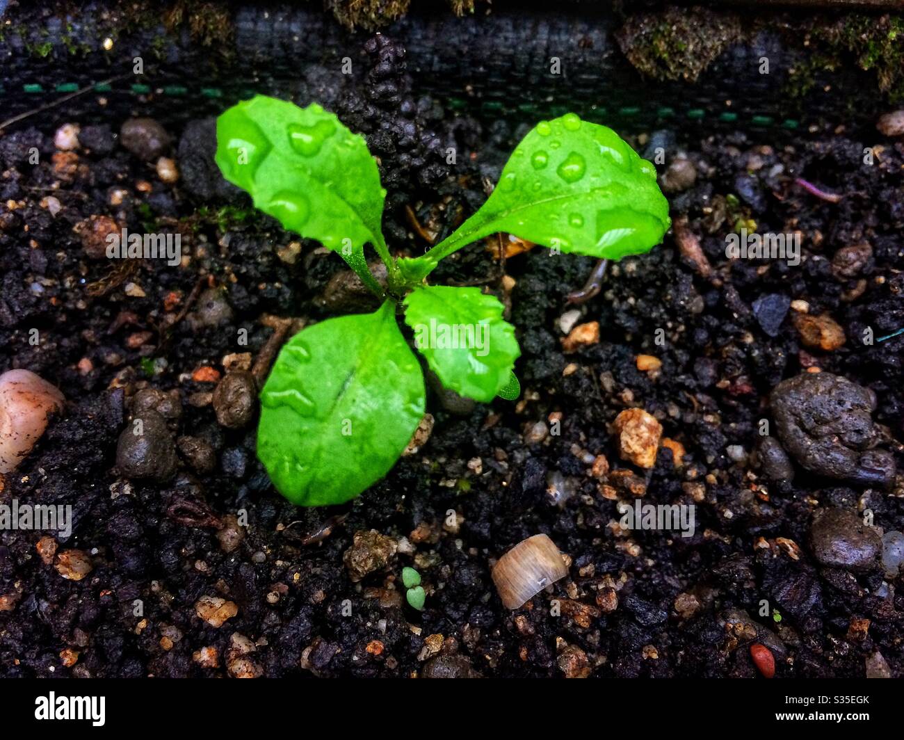 Young lettuce plant Stock Photo