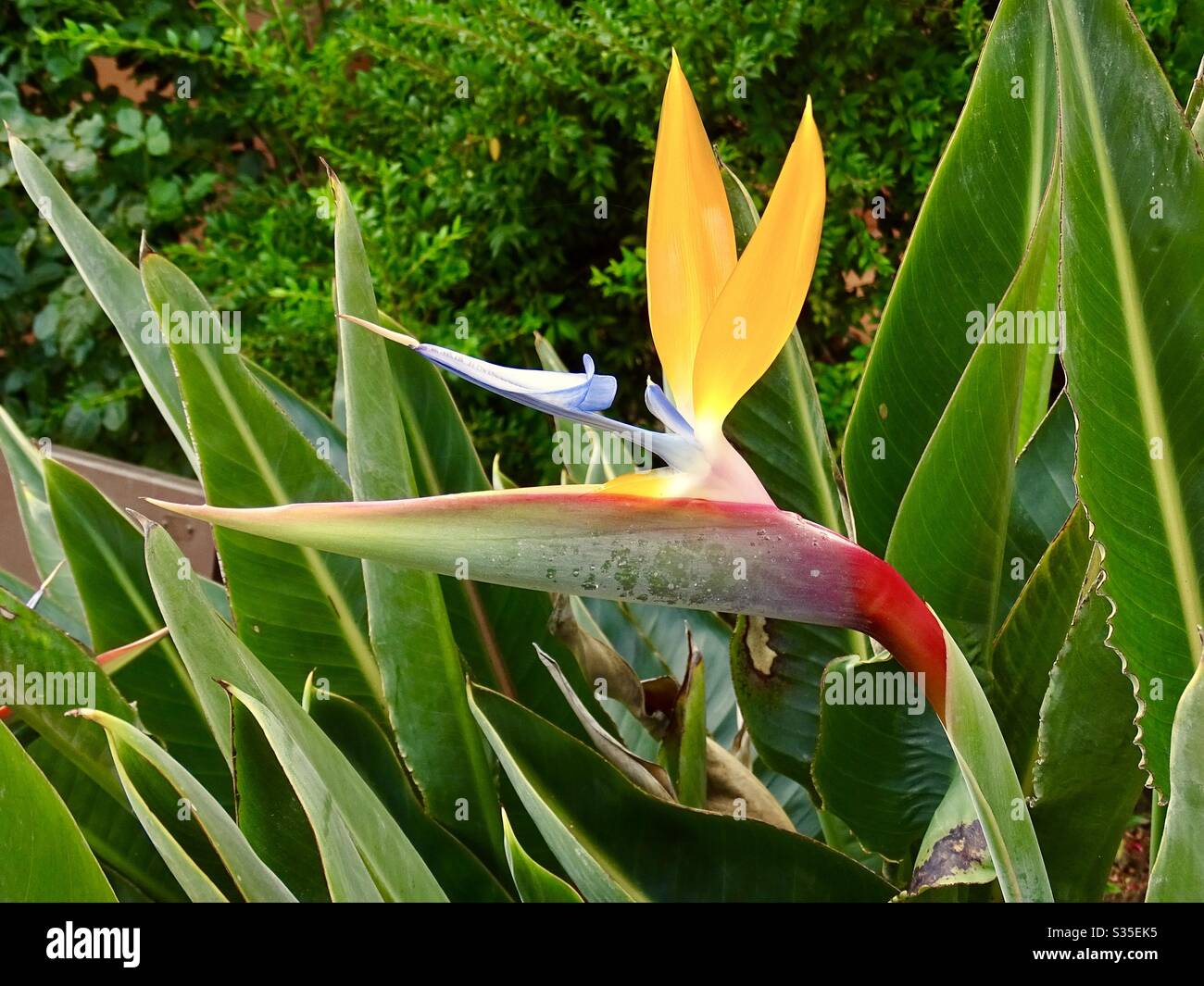 Beautiful colourful bird of paradise flower in southern Spain Stock Photo