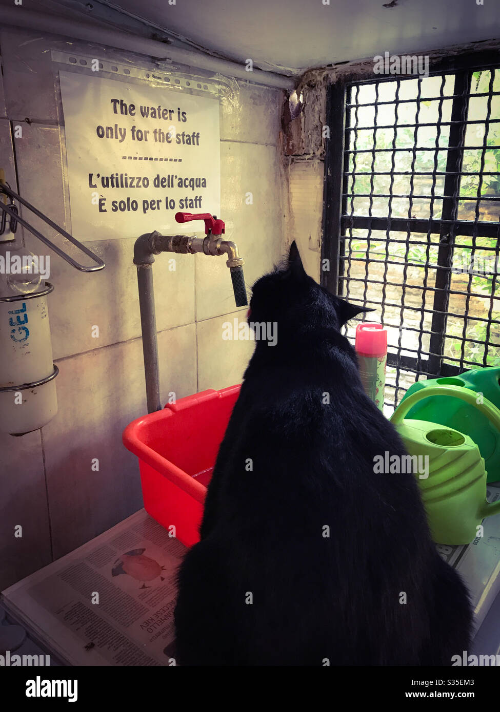 Staff water only, cat - Smartphone Captured Stock Image