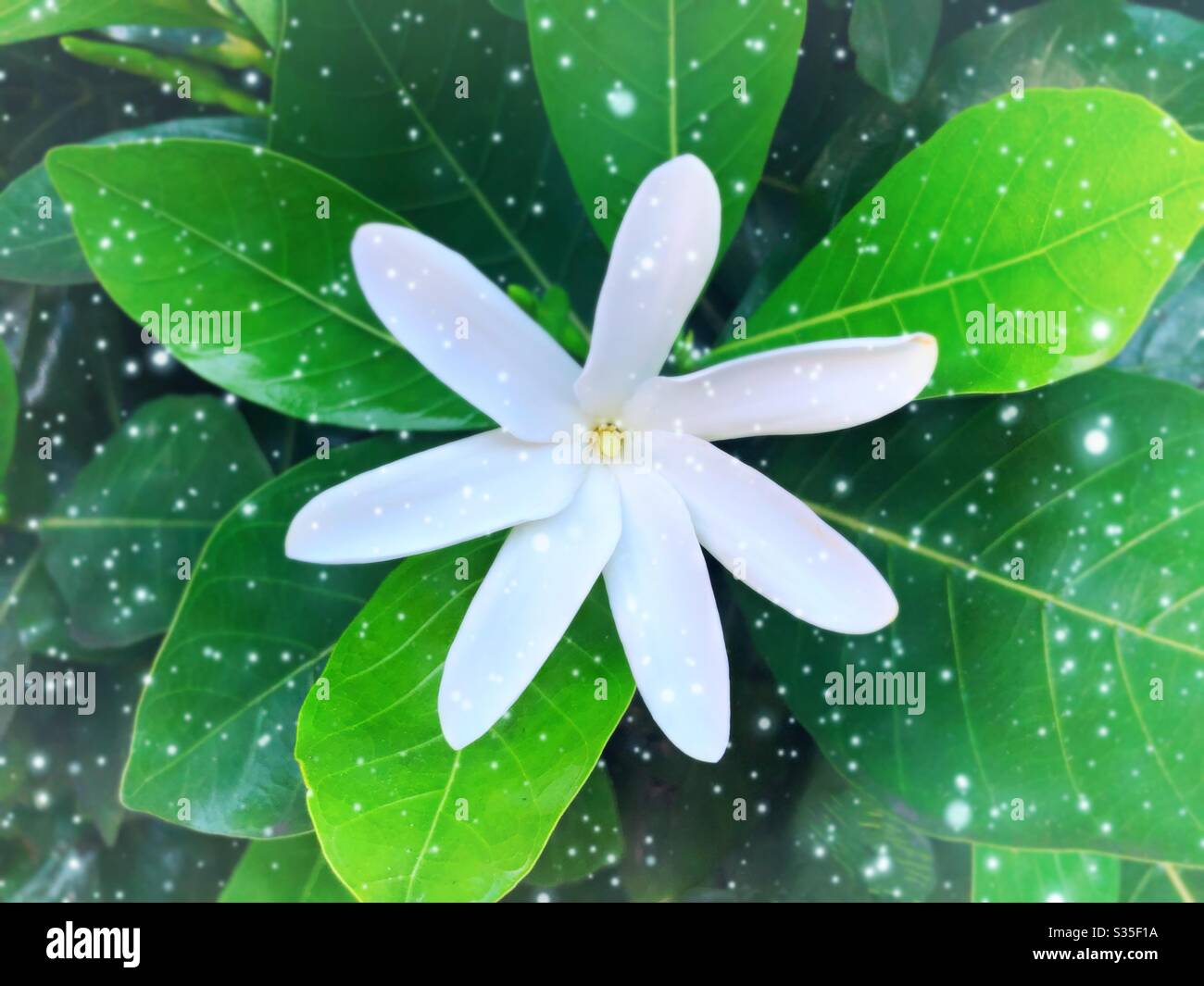 Hawaii tropical flower hi-res stock photography and images - Alamy