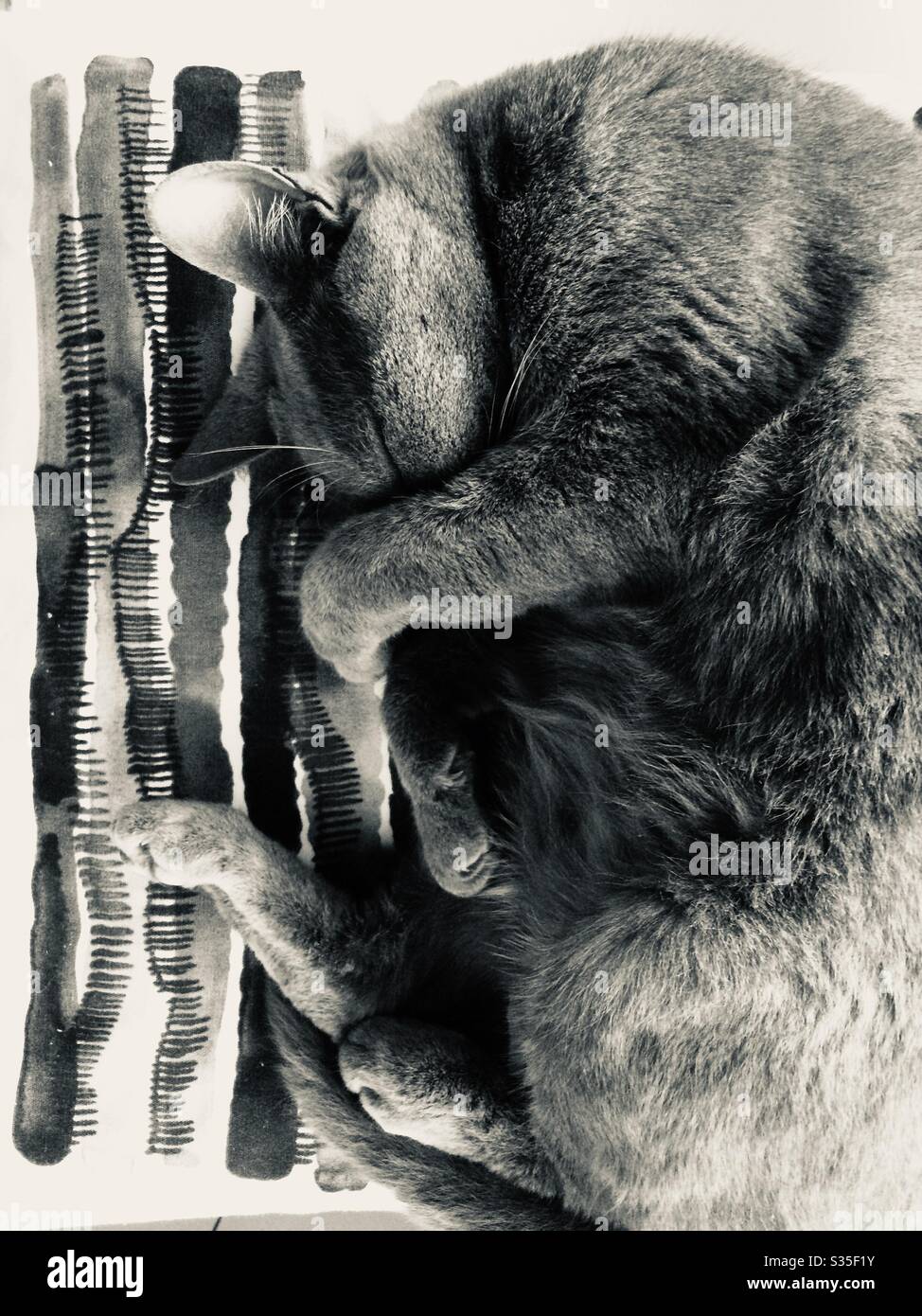 Cat sleeping on striped cushion - Smartphone Captured Stock Image