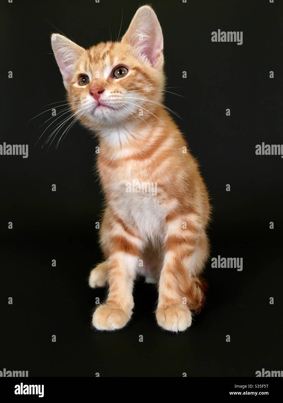 Ginger tabby cat kitten Stock Photo