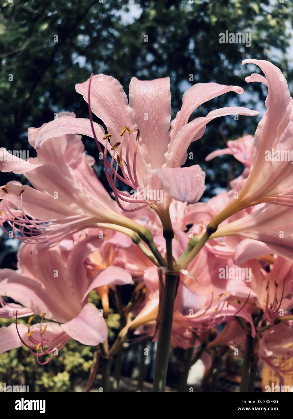 Closeup, Surprise Lily, blossoms, pink colors, upward angle, trees in background, natural, nature, nature’s beauty,flowers, lilies Stock Photo