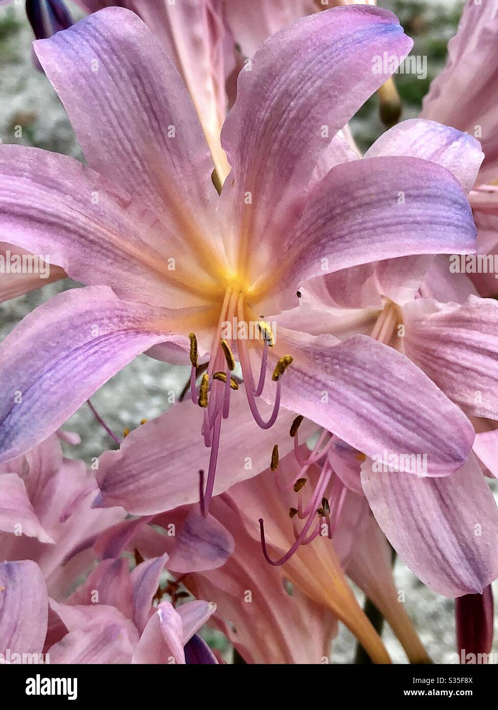 Closeup, downward angle, Surprise Lily, blossoms, pink colors, textures, natural, nature, nature’s beauty,flowers, lilies Stock Photo