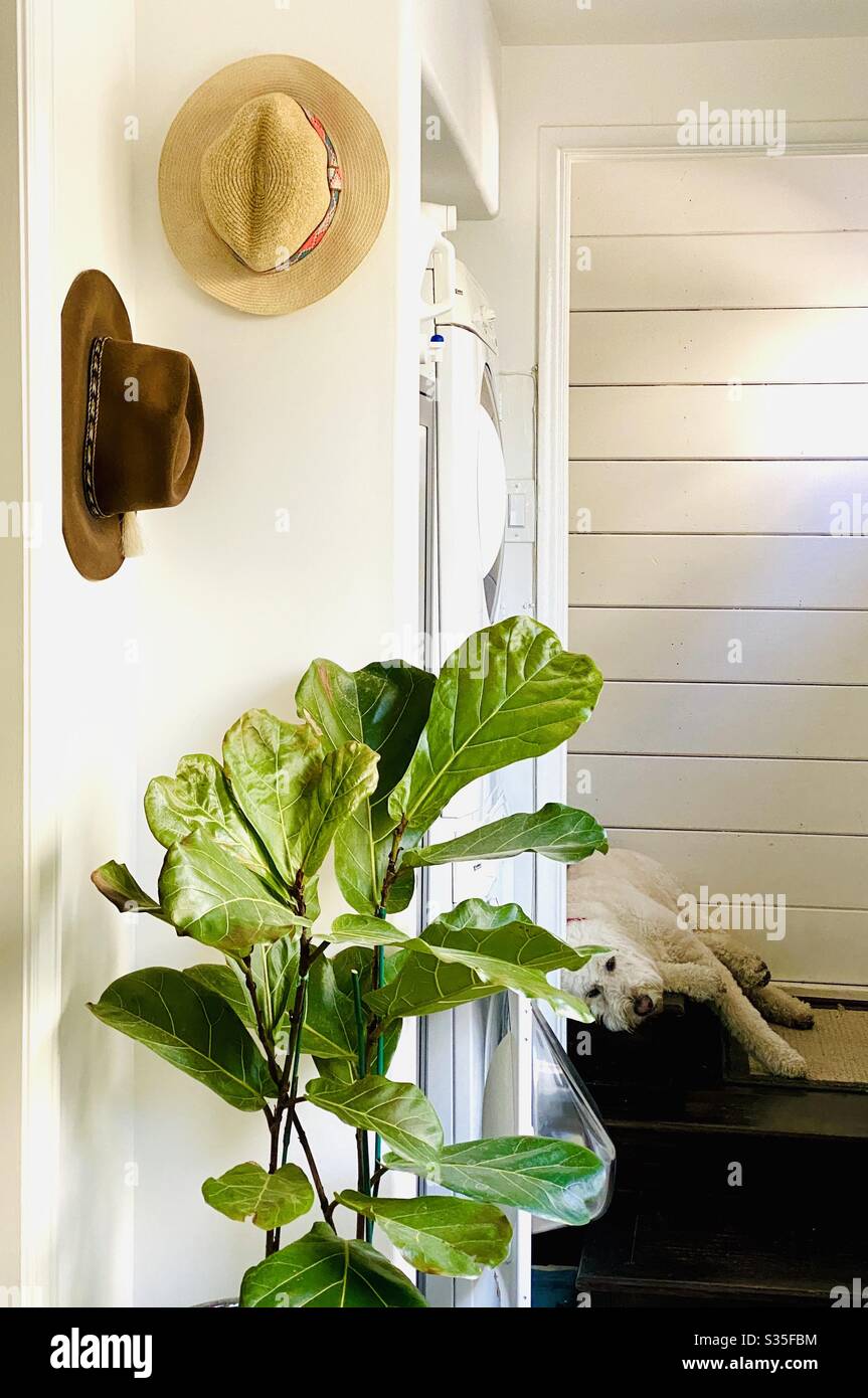 A white labradoodle dog lays at the bottom of the stairs of a house. - Smartphone Captured Stock Image