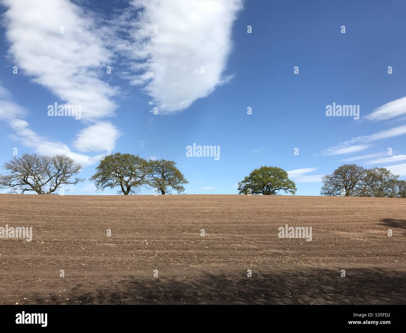 Ploughed field in spring edged by trees Stock Photo