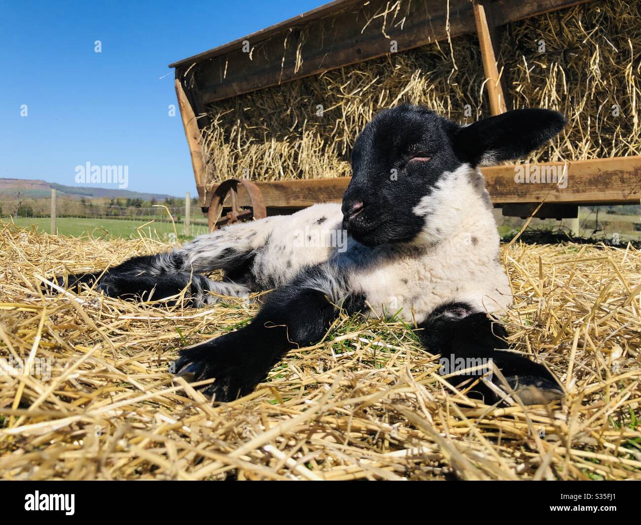 Lamb laid out in the sunshine in springtime UK Stock Photo