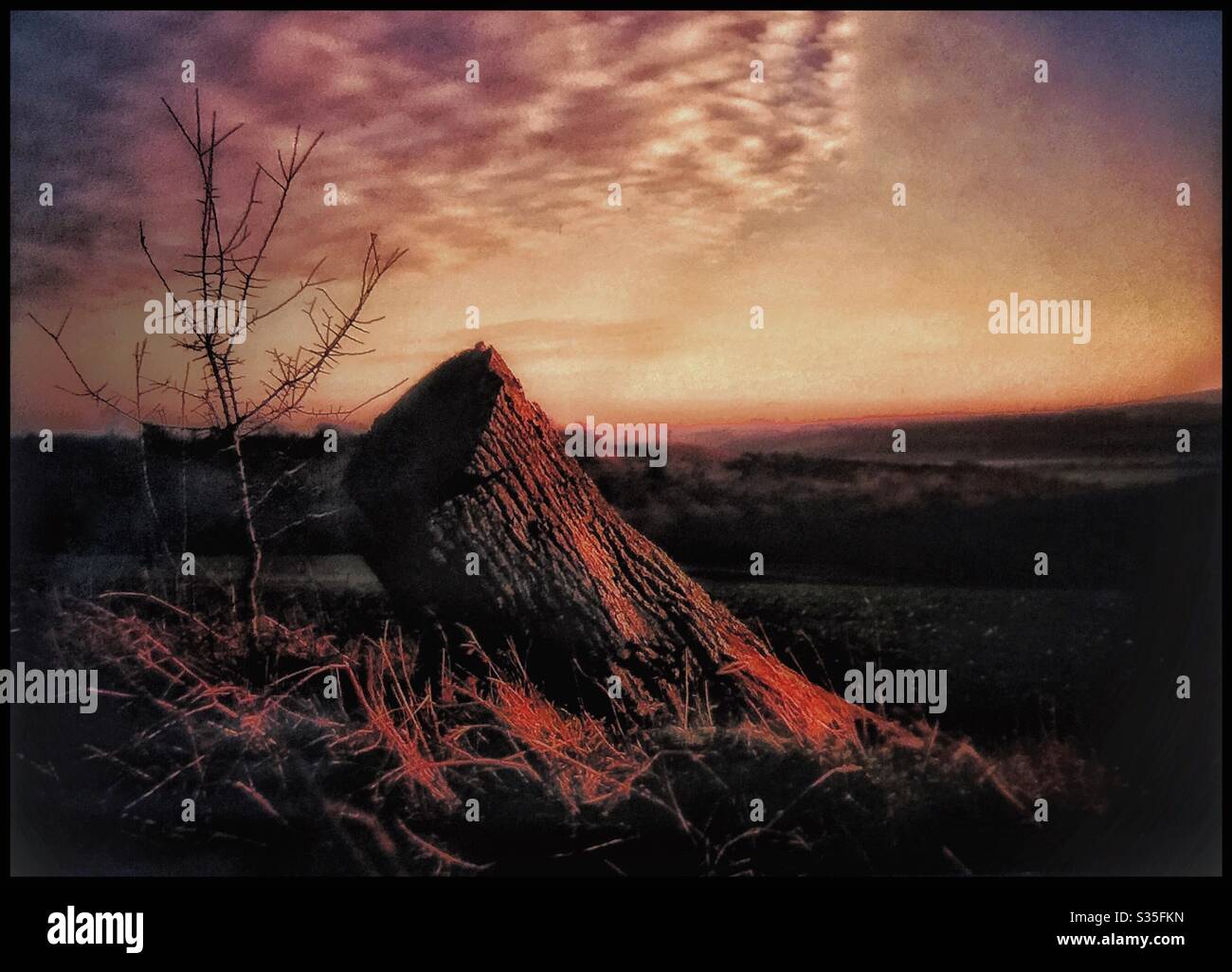 A tree stump in a Kent landscape. - Smartphone Captured Stock Image