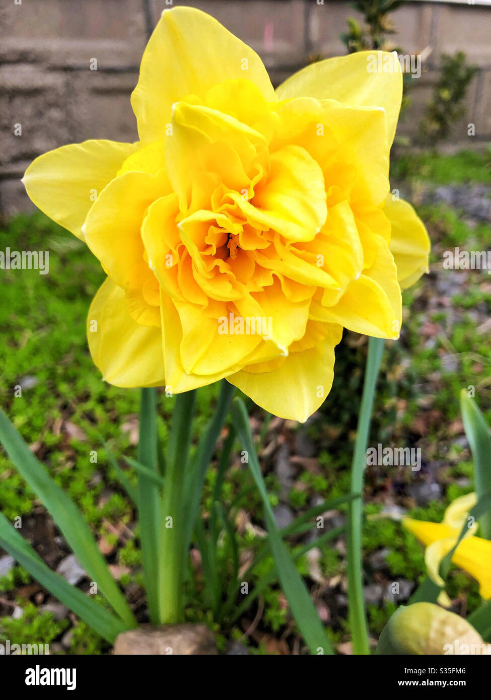Double yellow daffodil blooming in the spring to brighten the grey days - Smartphone Captured Stock Image