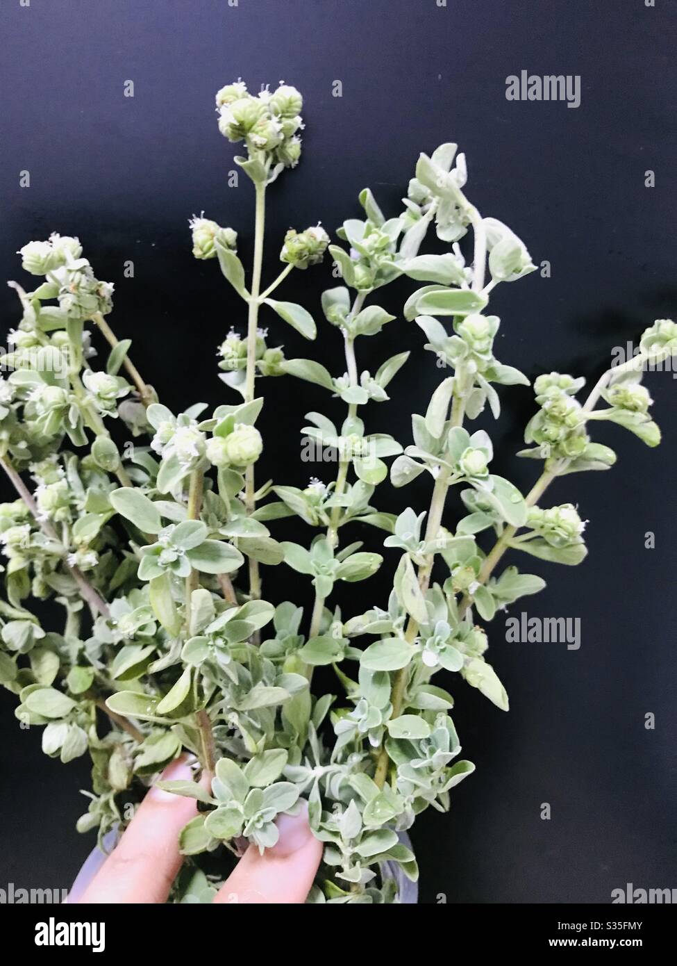 Origanum Majorana-Marjoram bought from indian florists shop aka Artemisia pallens , Marikozhundhu in Tamil, Davanam, Herbal live plant , used for medicated oil & perfumes for its fruity fragrance, Stock Photo