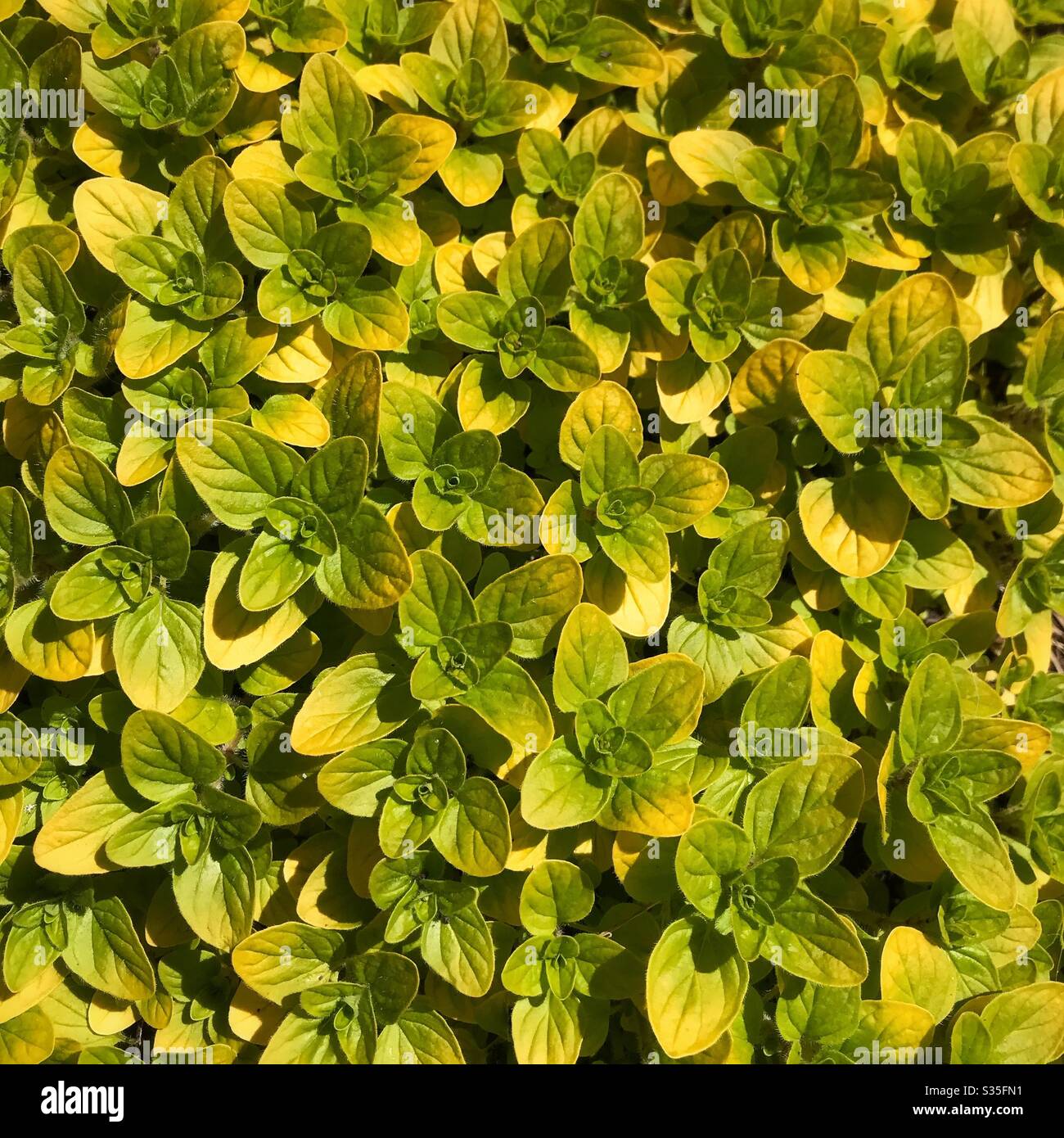 6 Marjoram Gold Tipped herb Plants