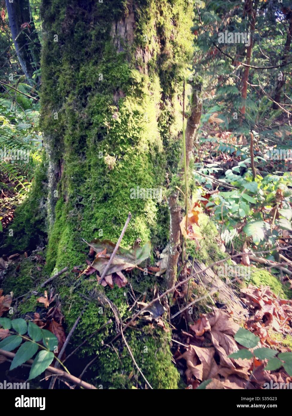 Moss covered tree in Seattle - Smartphone Captured Stock Image